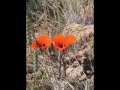 Arizona Trail 2008