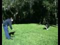 videos de Hanrob Dog Training Sydney - 14