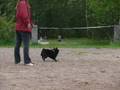 Temperament tested schipperke