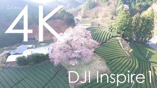 4K空撮 / 牛代のみずめ桜