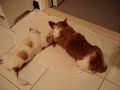 Funny Dog -Ga Dak