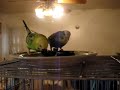 cute-budgies-eating-veggies.html