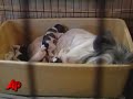  wv dogs-rescued dog rescue takes days hundreds saved