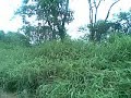 trilha da cachu em são tomé Manele-Gratis.net