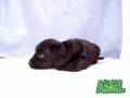 【ペットショップ エンゼル】お薦めの子犬・子猫 0808034