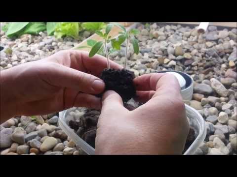 how to transplant into aquaponics