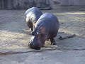 Hippopotami