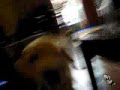 vlog 0271