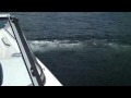 Yamaha Jet boat SR210 sea trial