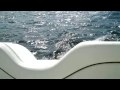 Yamaha Jet boat SR210 sea trial