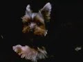popo dog popo dog