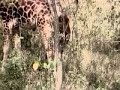 VIDEO Girafa