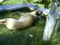 El Perro Culebra xD El Perro Culebra xD