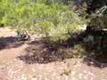 Pit Bikes Formentera - Video 2 (28/7/07)