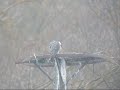 Faucon pélerin Peregrine Falcon Falco peregrinus