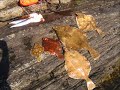 Spearfishing Denmark