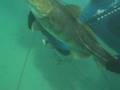 Spearfishing Denmark