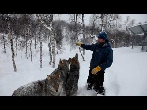 Los increíbles lobos del Polar Zoo de Noruega 0 Los increíbles lobos del Polar Zoo de Noruega