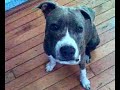AMSTAFF(MASTER PUPPET) 6 3/4 MONTHS AMSTAFF(MASTER PUPPET) 6 3/4 MONTHS