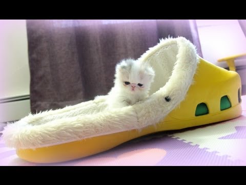 Kitten Marshmallow: 4 weeks old and counting