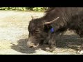 Ali G visits a zoo in the states