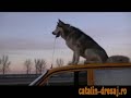A dog up on the car & speeeed!!