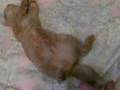 【ペット自慢動画部門】たわしねこ