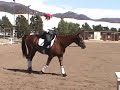 Aragorn Part 1- in a Snaffle Aragorn Part 1- in a Snaffle