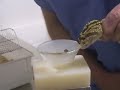 Venom Extraction from Guyana Rattlesnake at KRZ