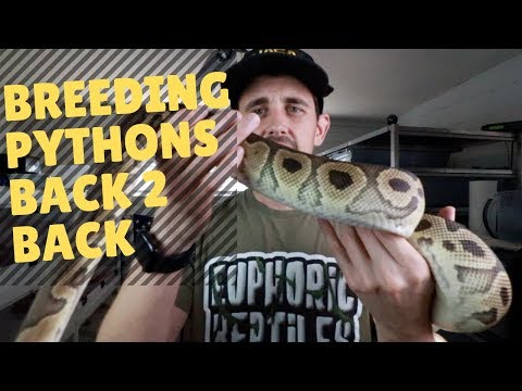 YouTube reptile video