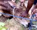 aina-tengok-ayam-kena-sembelih-kt-kg.html