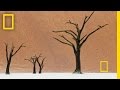National Geographic Live! - The Surreal World of Frans Lanting