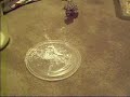funny gecko eating superworm