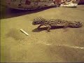 funny gecko eating superworm