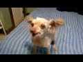 Meth Dog Meth Dog