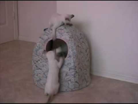 TONKINESE