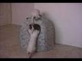 Please click on me to play my video!