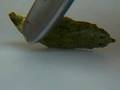 videos de Cabbage White Pupa Moves When Disturbed