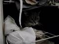 katten i garderoben möter valp