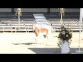 haflinger bandy 2008