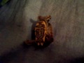 mr. turttle\