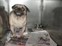 Chiens intervention sauvetage Chiens intervention sauvetage