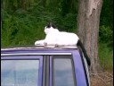 Giant Cat Giant Cat