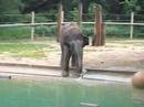 Elephant Splash