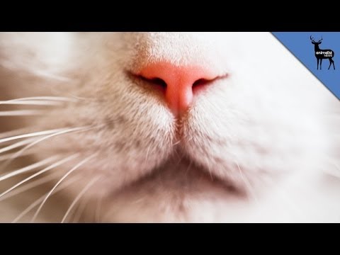 how to treat feline acne