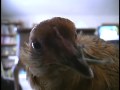 Cutest Rarest Chicken in the World