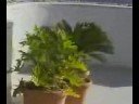 MOV01393 (MOV01393.wmv) - October 07, 2008, 11:04 PM