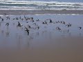 Beachside shorebird flight Beachside shorebird flight
