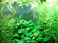Freshwater Planted Aquarium Freshwater Planted Aquarium