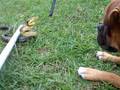 videos de Timothy And Evan: Dog And Snake Stare Down Battle